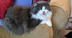 Lost Female Cat last seen Bridle trails shopping center area, Kirkland, WA 98033
