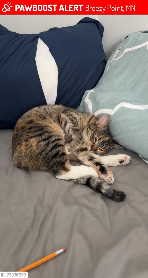 Lost Female Cat last seen Home, Breezy Point, MN 56472