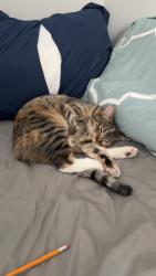 Lost Female Cat last seen Home, Breezy Point, MN 56472