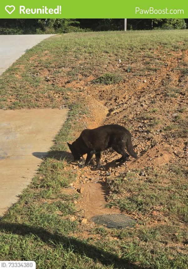 Reunited Male Dog last seen Old Morrison and blackstreet, McMinnville, TN 37110