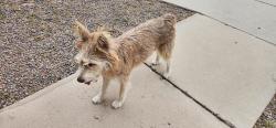Reunited Unknown Dog last seen El Rio Acres, Tucson, AZ 85745