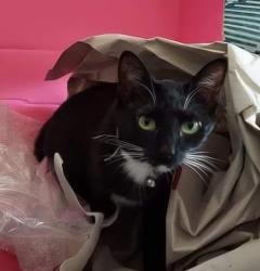 Reunited Female Cat last seen Five Oaks Drive, Covington, GA 30014