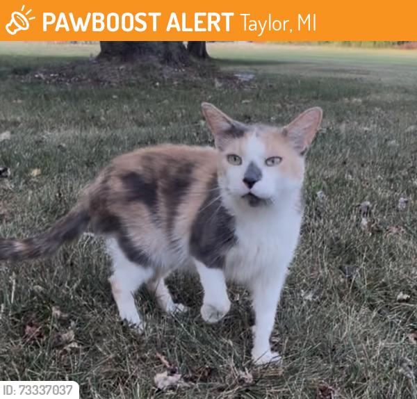 Found/Stray Female Cat last seen Telegraph and wick, Taylor, MI 48180