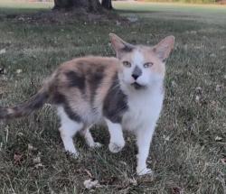 Found/Stray Female Cat last seen Telegraph and wick, Taylor, MI 48180