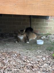 Found/Stray Unknown Cat last seen near 4105 Reavis Road near Western and Method, Raleigh, NC 27606