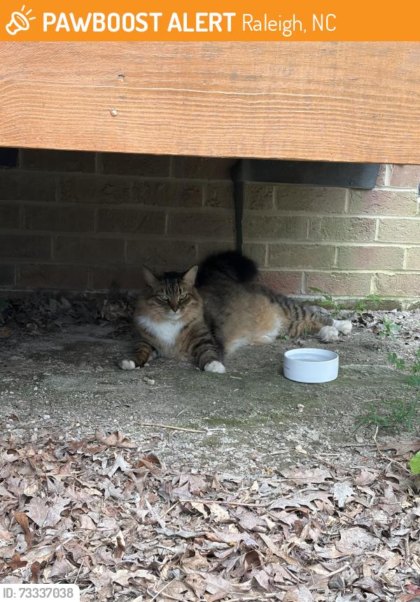 Found/Stray Unknown Cat last seen near 4105 Reavis Road near Western and Method, Raleigh, NC 27606