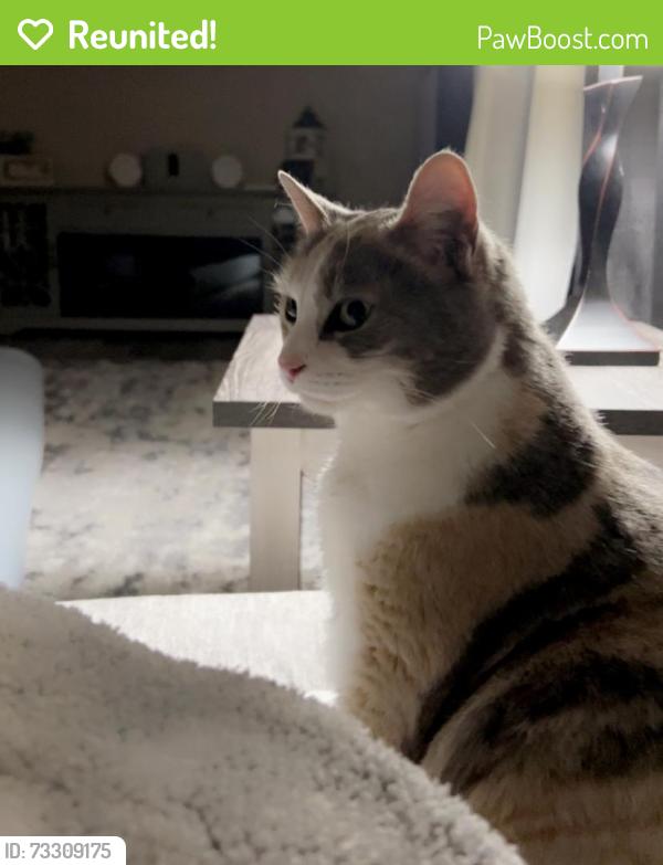 Reunited Female Cat last seen Deer run ests, Abingdon, VA 24211