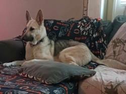 Reunited Female Dog last seen When on 22ave by the lake, Kenosha, WI 53140