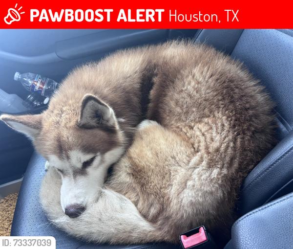 Lost Male Dog last seen Corinthians point, Houston, TX 77085