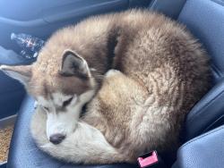 Lost Male Dog last seen Corinthians point, Houston, TX 77085