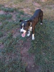 Found/Stray Male Dog last seen Evergreen street old baseball field, Anderson, SC 29622