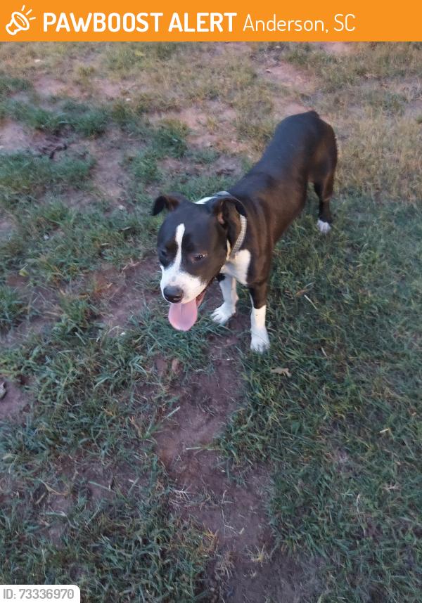 Found/Stray Male Dog last seen Evergreen street old baseball field, Anderson, SC 29622