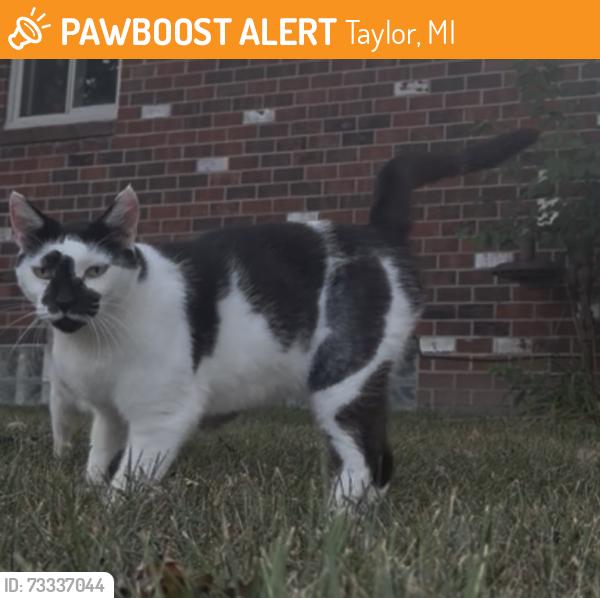 Found/Stray Unknown Cat last seen Telegraph and wick, Taylor, MI 48180