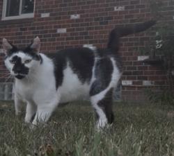 Found/Stray Unknown Cat last seen Telegraph and wick, Taylor, MI 48180