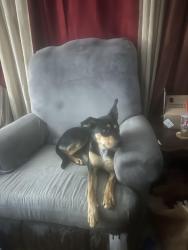 Reunited Female Dog last seen Crockett cpurt, Radcliff, KY 40160