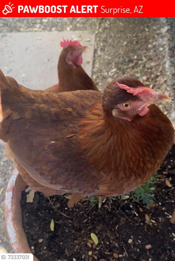 Lost Female Bird last seen Major crossroads are 138th and Acoma rd, Surprise, AZ 85379