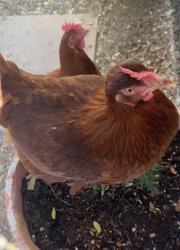 Lost Female Bird last seen Major crossroads are 138th and Acoma rd, Surprise, AZ 85379