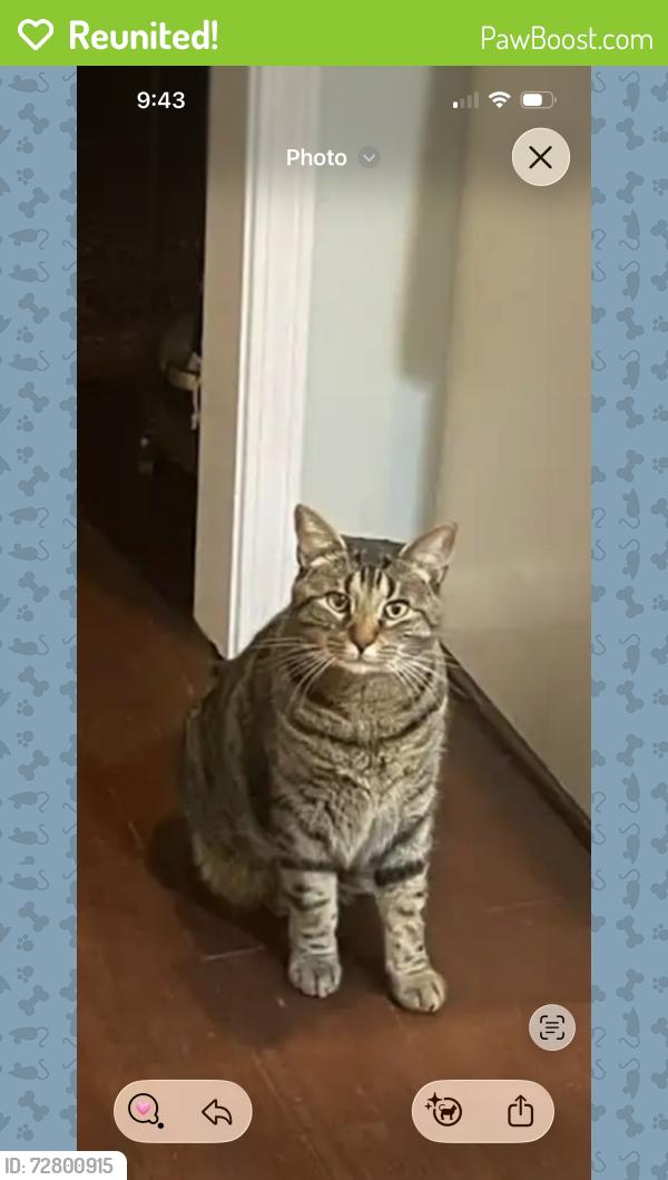 Reunited Male Cat last seen Mountain island Lake, Charlotte, NC 28214