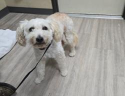 Shelter Stray Male Dog last seen Sr-76 Highway, Oceanside, CA, 92054, Oceanside, CA 92058, USA