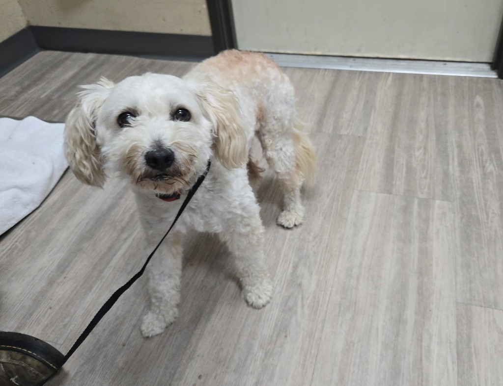 Shelter Stray Male Dog last seen Sr-76 Highway, Oceanside, CA, 92054, Oceanside, CA 92058, USA