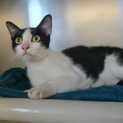 Shelter Stray Female Cat last seen Near Jensen Street, LIVERMORE, CA, 94550, 8323 Baldwin St, Oakland, CA 94621, USA
