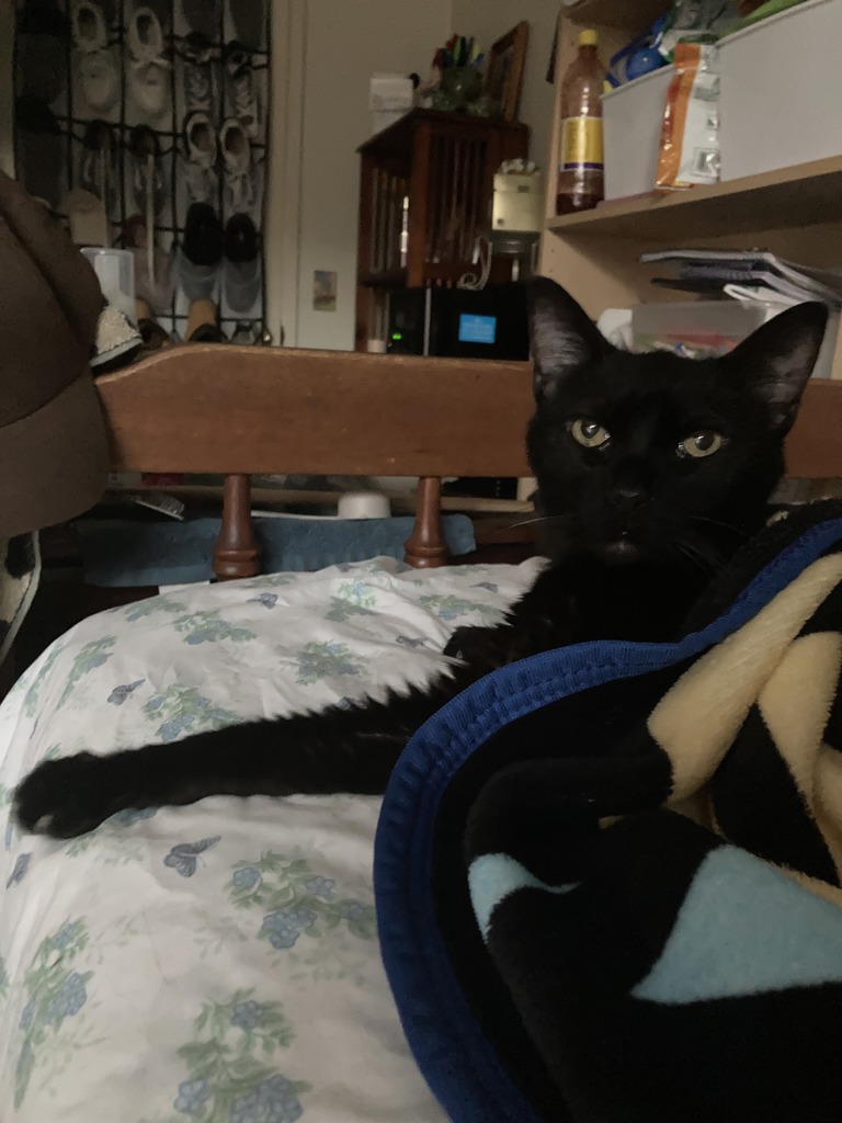 Shelter Stray Male Cat last seen Alcala Knolls Drive, San Diego, CA, 92111, 5500 Gaines St, San Diego, CA 92110, USA