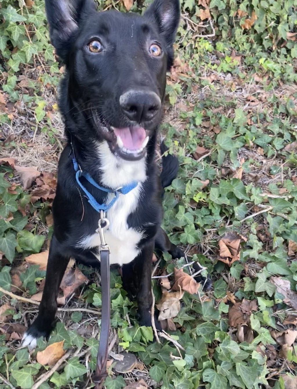 Shelter Stray Male Dog last seen N Torrey Pines Road, San Diego, CA, 92037, 5500 Gaines St, San Diego, CA 92110, USA