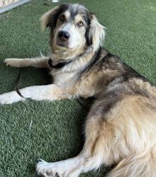Shelter Stray Female Dog last seen Near 4th Avenue, Escondido, CA, 92027, Escondido, CA 92027, USA