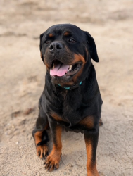 Shelter Stray Female Dog last seen Near Woodpark Drive, Santee, CA, 92071, 5500 Gaines St, San Diego, CA 92110, USA