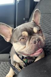 Lost Male Dog last seen Near Churches Intersection and Jackson St., Palmyra, NY 14522