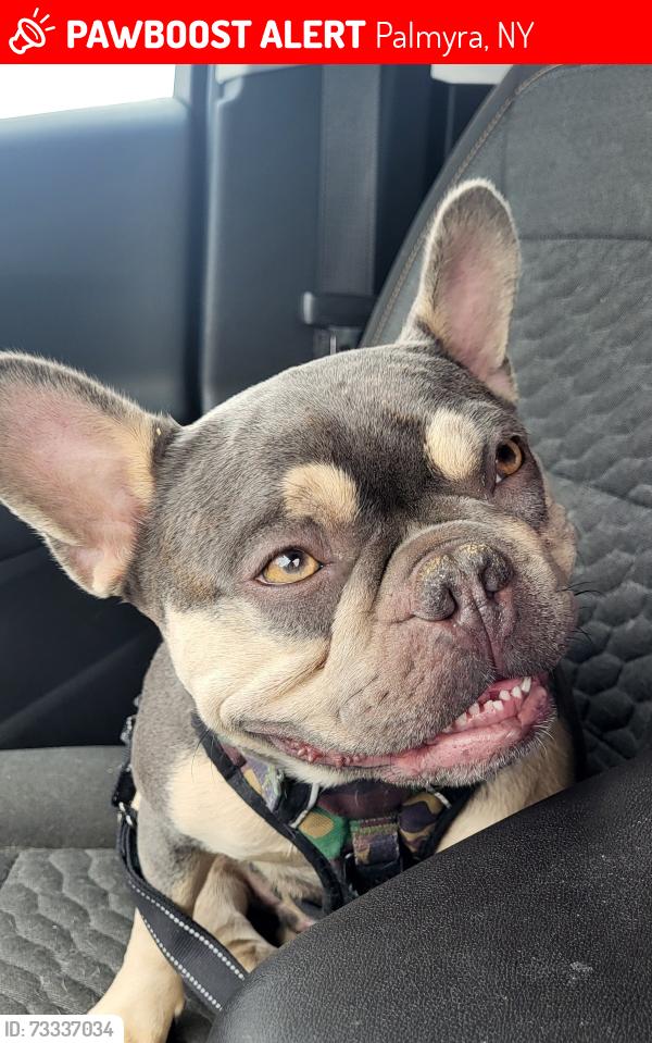 Lost Male Dog last seen Near Churches Intersection and Jackson St., Palmyra, NY 14522