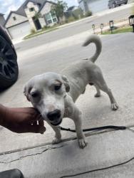 Shelter Stray Male Dog last seen Near Eloquence Drive, MANOR, TX, 78653, 7201 Levander Loop bldg a, Austin, TX 78702, USA
