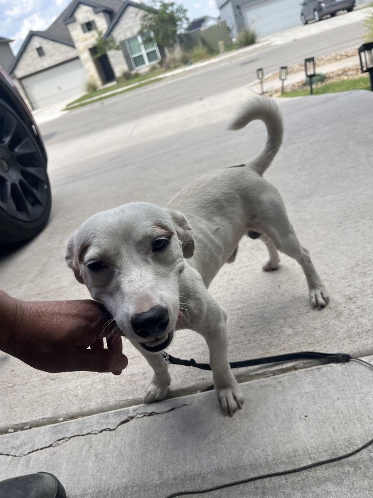 Shelter Stray Male Dog last seen Near Eloquence Drive, MANOR, TX, 78653, 7201 Levander Loop bldg a, Austin, TX 78702, USA