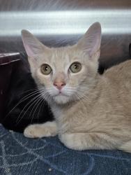 Shelter Stray Male Cat last seen Boulevard Place, LINTHICUM HEIGHTS, MD, 21090, 411 Maxwell Frye Rd, Millersville, MD 21108, USA
