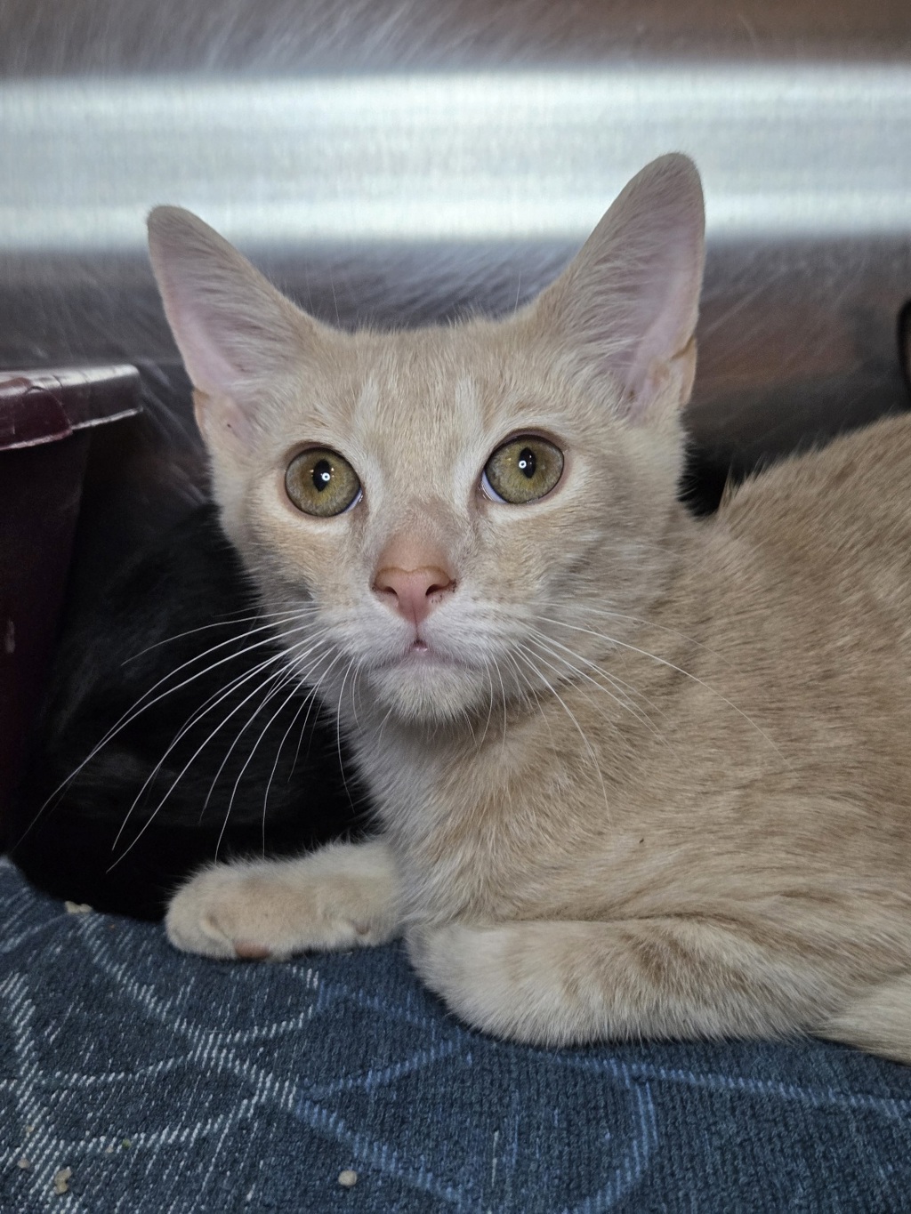 Shelter Stray Male Cat last seen Boulevard Place, LINTHICUM HEIGHTS, MD, 21090, 411 Maxwell Frye Rd, Millersville, MD 21108, USA