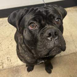 Shelter Stray Male Dog last seen W Harvest Lane, SEABECK, WA, 98380, 9167 Dickey Rd NW, Silverdale, WA 98383, USA