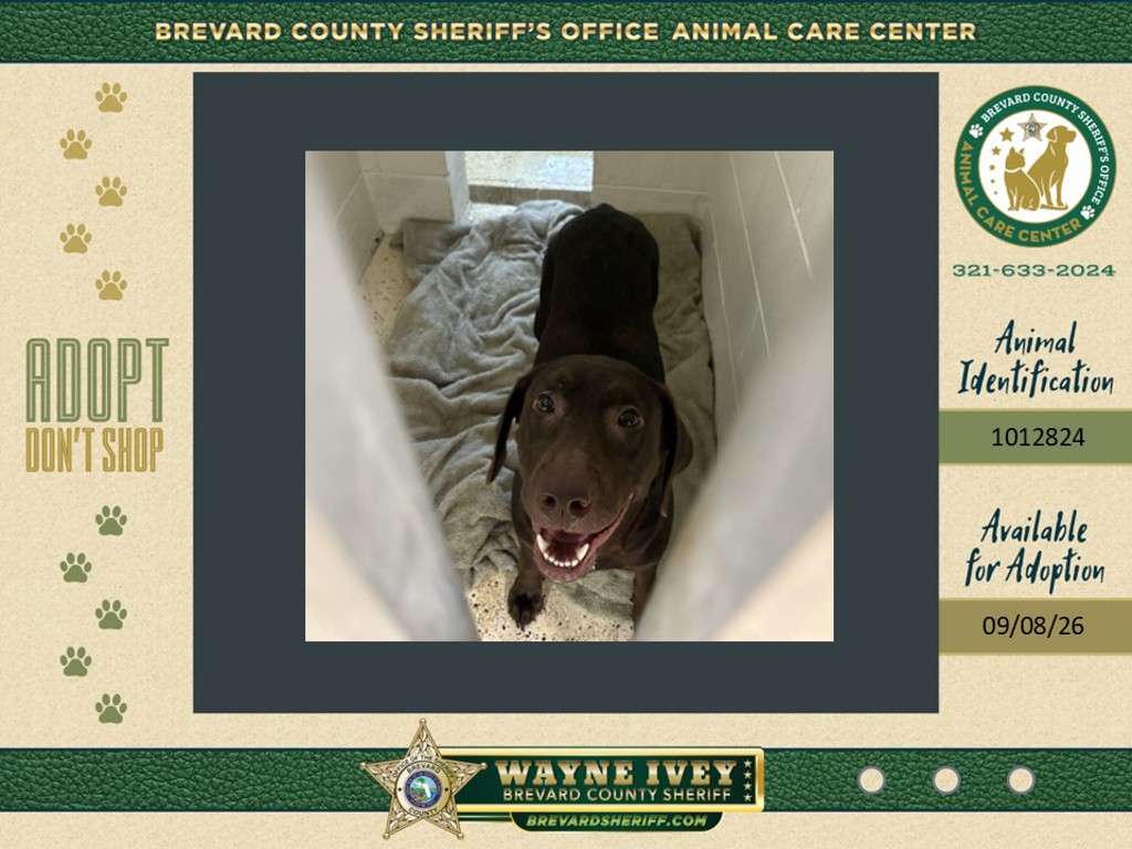 Shelter Stray Female Dog last seen US 1 