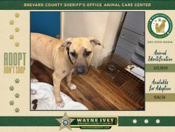 Shelter Stray Female Dog last seen Near W New Haven Avenue, MELBOURNE, FL, 32904, 5100 W Eau Gallie Blvd, Melbourne, FL 32934, USA
