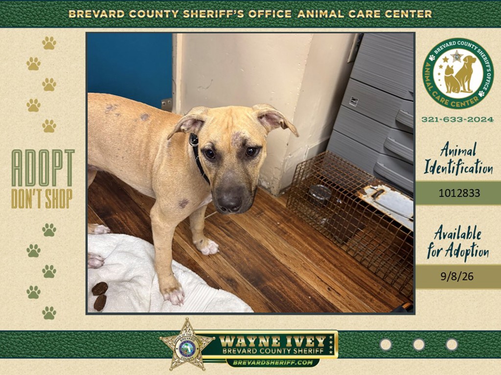 Shelter Stray Female Dog last seen Near W New Haven Avenue, MELBOURNE, FL, 32904, 5100 W Eau Gallie Blvd, Melbourne, FL 32934, USA