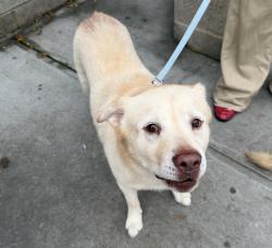 Shelter Stray Male Dog last seen Near 2nd Avenue, NEW YORK, NY, 10029, 326 E 110th St, New York, NY 10029, USA