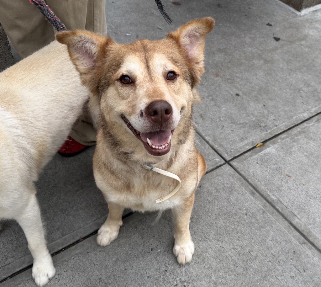 Shelter Stray Female Dog last seen Near 2nd Avenue, NEW YORK, NY, 10029, 326 E 110th St, New York, NY 10029, USA