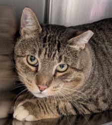 Shelter Stray Male Cat last seen Near N Atlantic Street, SPOKANE, WA, 99205, 6815 E Trent Ave, Spokane, WA 99212, USA