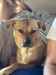 Reunited Female Dog last seen Venoy and Marquette, Garden City, MI 48135