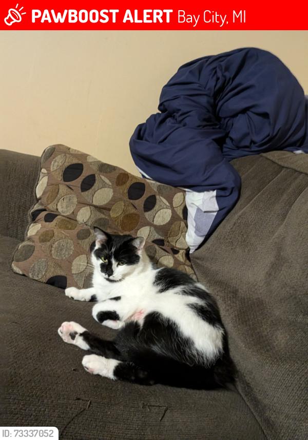 Lost Female Cat last seen Gies st between the one ways, Bay City, MI 48706