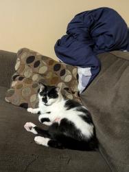 Lost Female Cat last seen Gies st between the one ways, Bay City, MI 48706