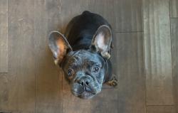 Found/Stray Male Dog last seen Shearwater Way, Oakley, CA 94561