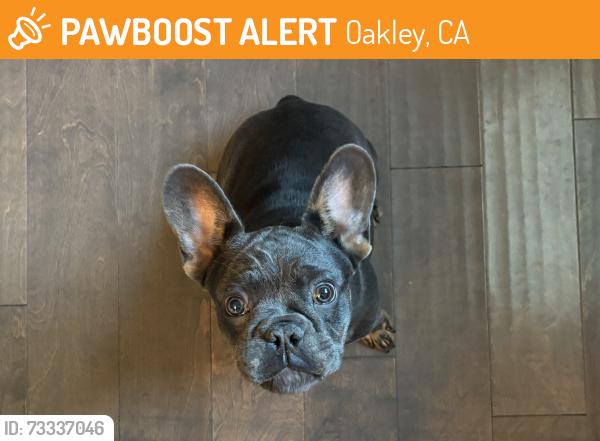 Found/Stray Male Dog last seen Shearwater Way, Oakley, CA 94561