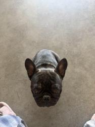 Lost Male Dog last seen Live Oak st, Main street, Hesperia, CA 92345