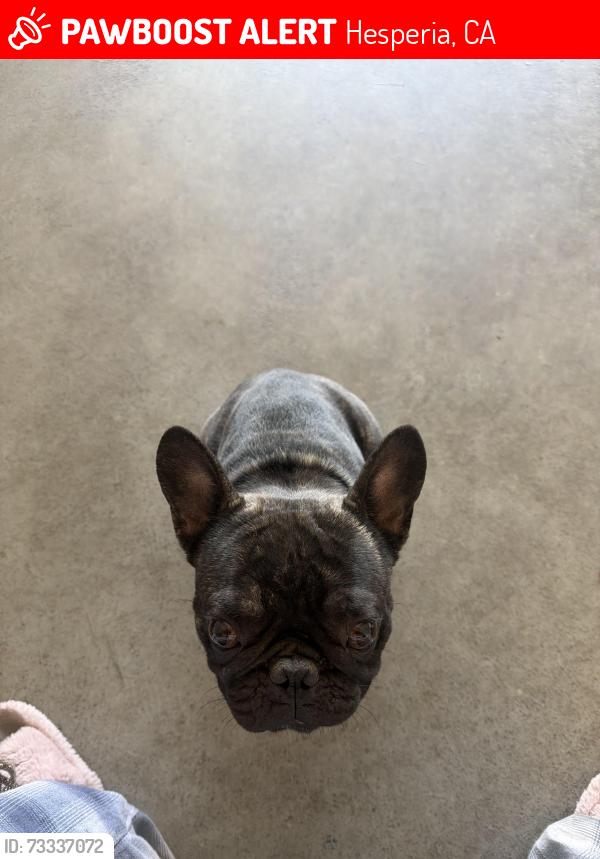 Lost Male Dog last seen Live Oak st, Main street, Hesperia, CA 92345