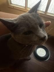 Reunited Male Cat last seen Albany st, Fredericksburg, VA 22407